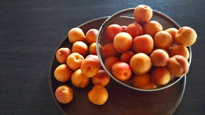 【京都宇治・宝善院】杏の実を収穫しました。