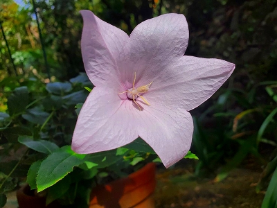 【京都宇治・宝善院】今朝に花を開けていました。薄いピンク色の桔梗でした。