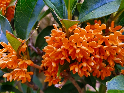 【京都宇治・宝善院】水子供養のお地蔵さま近くで、無数のオレンジ色の花を咲かせています。