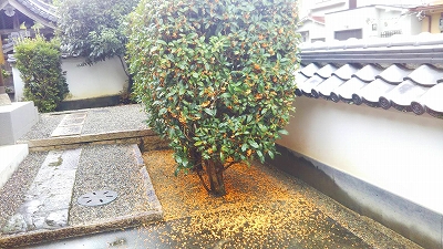 【京都宇治・宝善院】金木犀の花が落ち、オレンジ色の花の絨毯が出来ています。