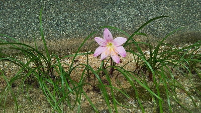数珠掛け地蔵尊への参道にある花です。毎年綺麗な花を咲かせてくれます。