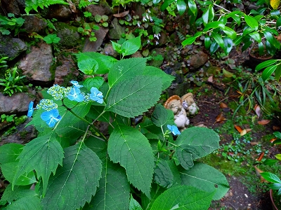 アジサイの花が開きました。淡い青色の花を付けています。