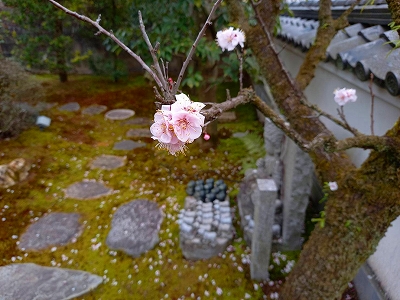 【京都宇治・宝善院】杏子の花が咲きました。梅のような花を付けます。