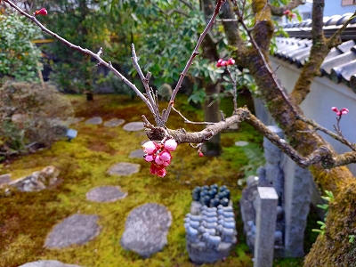 暖かい日が少しづつ増え、杏子の木の蕾が少し開いてきています。