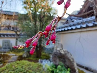 まもなく花開きそうな宝善院の枝垂桜の蕾です。