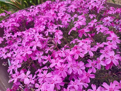 芝桜の見頃をむかえています。水子供養の数珠掛け地蔵尊前に鉢で置いています。