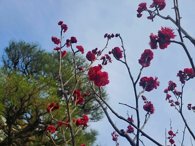 【京都宇治・宝善院】梅の花が咲きました。