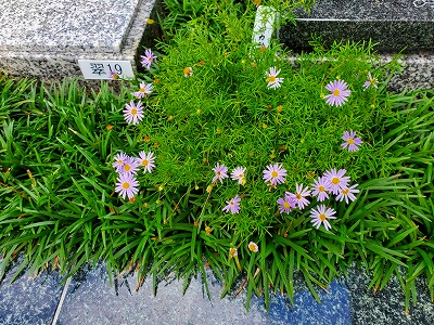 樹木葬の区画に可憐な花が咲いていました。