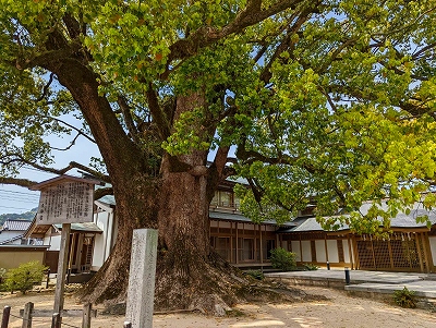 太宰府天満宮の西門を入ったところに、天然記念物の楠の木がありました。