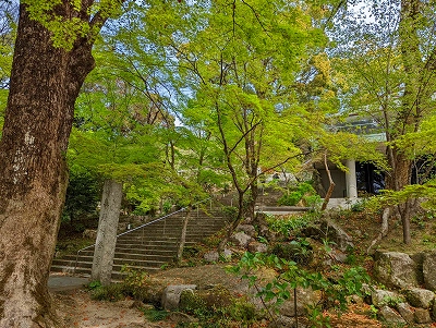 竈門神社本殿へ向かうため、緑豊かな参道を登りました。