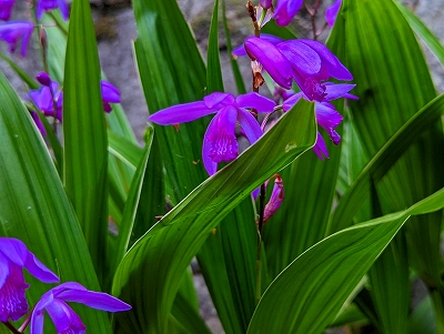 字の通り、紫の蘭です。宝善院には白のものもあります。