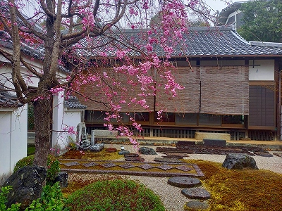 枝垂桜がそろそろ見頃を迎えています。