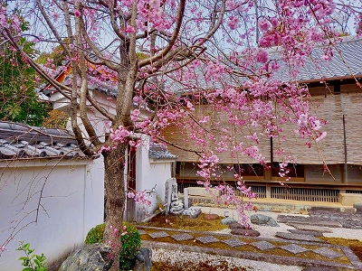 本堂前の桜が見頃を迎えました。お参りの際、愛でて頂ければ幸いです。