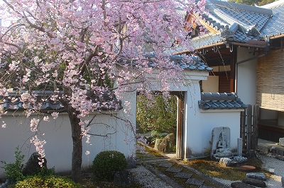 【京都宇治・宝善院】枝垂桜と文殊さま