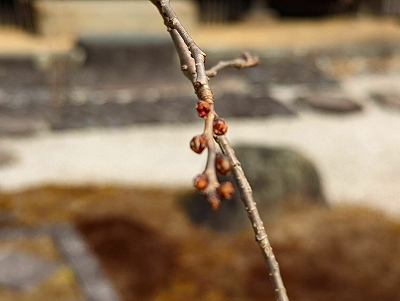 枝垂桜の新芽が、春の訪れをしらせてくれます。