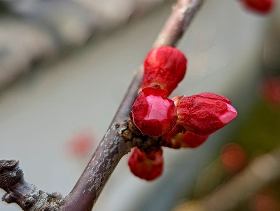 杏子の蕾が、春の訪れを知らせてくれます。