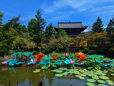 黄檗山萬福寺内の放生池です。ランタンフェスティバルの準備が進んでいます。