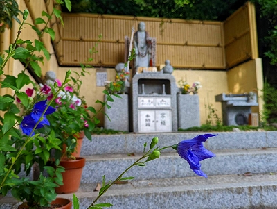 【京都宇治・宝善院】水子供養の数珠掛け地蔵尊前の桔梗が花を開きました。