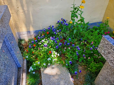【京都宇治・宝善院】水子供養のお地蔵様下の花が育っています。