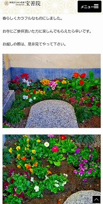 春先に墓地への入り口の水子供養のお地蔵様下に植えた花の紹介ページです。